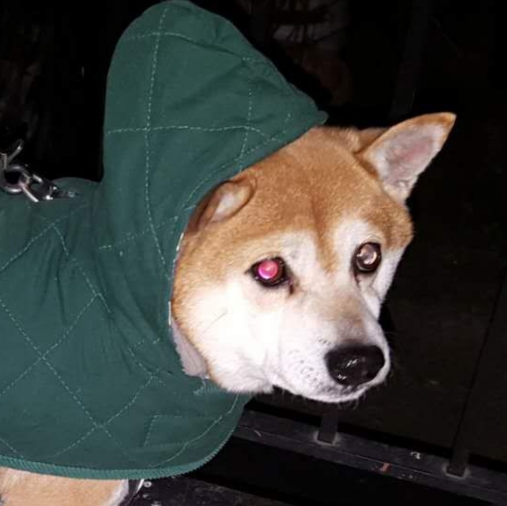 Meet your Posher, Joyce